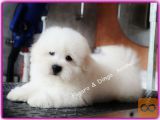 Coton de Tulear, mladički