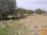 Buje Kaštel Plovanija Zazidljiva 540 m2