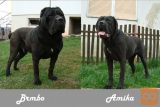 CANE CORSO-LEGLO 05.05.2017
