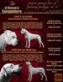 Dogo Argentino puppies - excellent mating