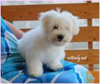 Coton de Tulear mladički