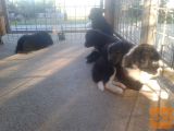 Psički mešančki, mešanec, border collie