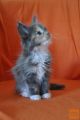 Maine coon mucki - rodovnik FIFE cena: 800€