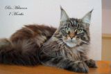 Maine Coon mačak za parenje