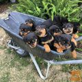 Roztomilé Rottweiler puppy before the new home