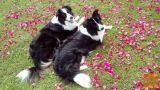 BORDER COLLIE MLADIČKI ( sprejemamo rezervacije )