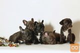 FCI Francoski Buldog