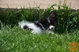 PAPILLON MLADIČI (METULJČKI)