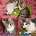 MARILYN & MAVERICK