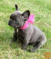 ljubi francoski buldog mladičkov
