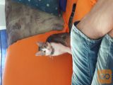 Podarim muco staro 9 mesece