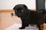 mops Mladički so zdaj na voljo