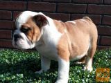 Angleški buldog