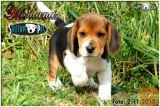 BEAGLE/BIGL mladiči! (SLIKE-Pro/HD VIDEO)