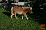 prodam žrebička , šetlandski poni-mini,