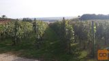 Vinograd
