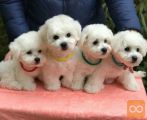 Bichon i bolonjezer stenci na prodaju