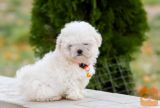 Maltezer i coton de tulear stenci na prodaju