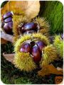 Sadike kostanja (Castanea sativa)