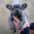 Francoski Bulldog Mladički.