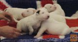 Bull terier mladiči vrhunskega porekla