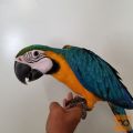 Modra in Gold Macaw za sprejem.