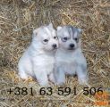 Sibirski Haski - Siberian Husky