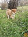 Shiba inu decko