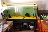 AKVARIJ ZA RIBE 450 L 150X 60X 50X cm