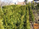 Ciprese thuja smaragd stožčaste višina 60cm