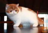 An exotic shorthair cat