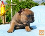 Francuski buldog i engleski buldog stenci na prodaju