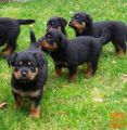 Rottweiler Pups