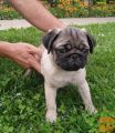 Mops štenci