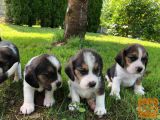 beagle bigl