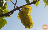 Grozdje_chardonnay in kerner