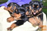Očarljivi Rottweiler mladiči
