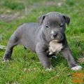 pitbull štenad na prodaju.