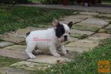 Francuski buldog