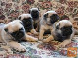 Mops i Engleski pekinezer prodaja stenci