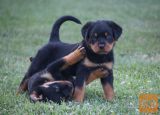 Rotvajler i Doberman prodaja stenci