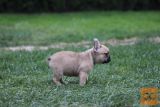 Francuski buldog