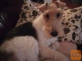 Fox terrier za paritev