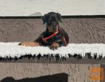 Doberman štenci