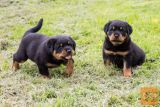 Mladiči Rottweilerja
