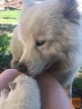 Sibirski samojed štenci