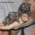 opica z dvojnim prstom baby marmoset zdaj naprodaj..,,
