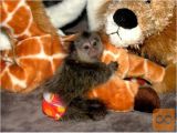 opica z dvojnim prstom baby marmoset zdaj naprodaj,,..