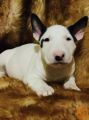 Bulterijer i dogo argentino stenci na prodaju