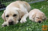 Labrador retriver i bullmastif stenci na prodaju